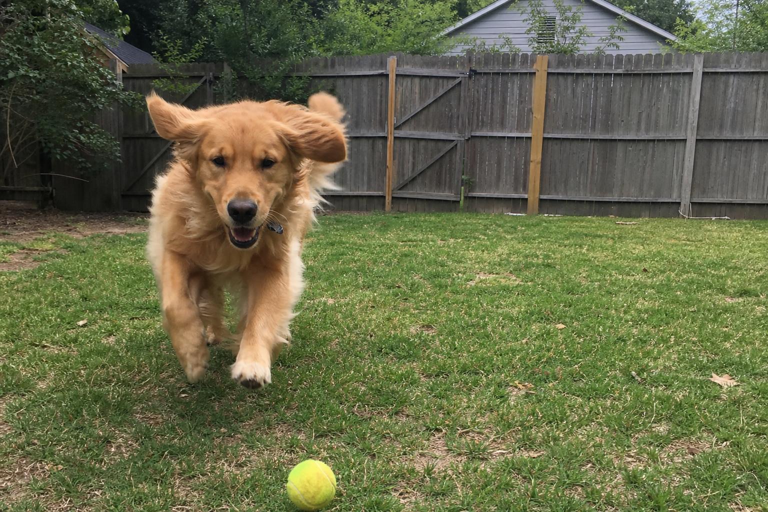Happy dog catching a tennis ball